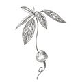 Young seedling Avocado. Hand drawn illustrations. Tropical summer fruit engraved style illustration.