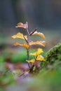Young seedling of beech tree with autumn colors in a forest environment Royalty Free Stock Photo