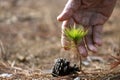 Young seedling close up shot of pine cone from conifer tree with human hand for new growth and hope for natural forest rewilding, Royalty Free Stock Photo