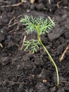 Young seedling of cosmos flower