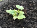 Young seedling of cucumber in the garden spring day