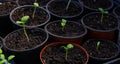 A young seedling of fresh cucumber stands in plastic pots. growing cucumbers in a greenhouse Royalty Free Stock Photo