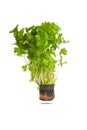 young seedling of fresh green parsley leaves in black flower pot is isolated on white background, close up Royalty Free Stock Photo