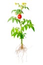 Young seedling of fresh green and red tomatoes fruit and flowers Royalty Free Stock Photo