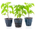 Young seedling of fresh green tomato plants in flower pot is iso Royalty Free Stock Photo