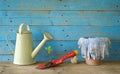 Young seedling and gardening utensils Royalty Free Stock Photo