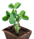 Young  seedling of green peas in peat pot isolated on a white background Royalty Free Stock Photo