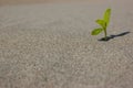 Young seedling growing in a desert sand. Extremely close up with shallow DOF. Royalty Free Stock Photo