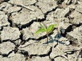 Young seedling Royalty Free Stock Photo