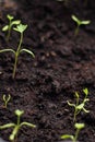 Young seedling growing in pot on windowsill Royalty Free Stock Photo