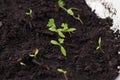 Young seedling growing in pot on windowsill Royalty Free Stock Photo