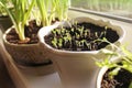 Young seedling growing in pot Royalty Free Stock Photo