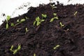 Young seedling growing in pot on windowsill Royalty Free Stock Photo