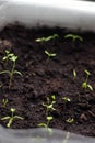 Young seedling growing in pot on windowsill Royalty Free Stock Photo