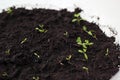 Young seedling growing in pot on windowsill Royalty Free Stock Photo