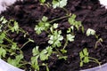 Young seedling growing in pot on windowsill Royalty Free Stock Photo