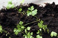 Young seedling growing in pot on windowsill Royalty Free Stock Photo