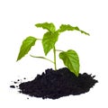 Young seedling growing in a soil. Royalty Free Stock Photo