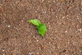 Young seedling growing on soil in natural habitats. New life and hope concept.