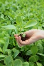 A young seedling in the hands of a woman. Young seedlings in the greenhouse.Growing seedlings of agricultural crops.Spring-summer Royalty Free Stock Photo