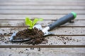 Young seedling of lettuce with soil on a planting shovel lying on a wooden outdoor table, spring gardening for the vegetable Royalty Free Stock Photo