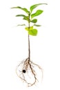 seedling of lilac with exposed roots is isolated on white background, close up Royalty Free Stock Photo