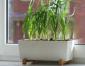 Young seedling of onion growing in pot on windowsill . Gardening concept Royalty Free Stock Photo