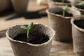 Young seedling in peat pot on table, closeup Royalty Free Stock Photo