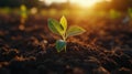 A young seedling sprouting in fertile soil at sunrise. Royalty Free Stock Photo