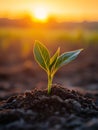 Young seedling sprouting from soil at sunrise. Royalty Free Stock Photo