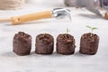 Young seedling sprouts in the peat tablets. Gardening concept Royalty Free Stock Photo