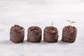 Young seedling sprouts in the peat tablets. Gardening concept Royalty Free Stock Photo