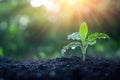 Young seedling in sunlit soil with dew drops reflecting morning light Royalty Free Stock Photo