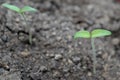 Young seedling tomato in a pot