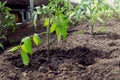 A young seedling tomato sprout is planted in a greenhouse in the spring. Shallow depth of field Royalty Free Stock Photo