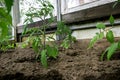 A young seedling tomato sprout is planted in a greenhouse in the spring. Shallow depth of field Royalty Free Stock Photo