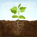 Young seedling of vegetable grows in fertile soil. sprout with underground root system in ground on blue sky background. green