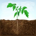 Young seedling of vegetable grows in fertile soil. sprout with underground root system in ground on blue sky background. green