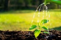 Young seedling watering in the soil with water can. Water drops falling onto new sprout on sunny day in the garden in summer