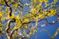 Young seedling of weeping willow agianst spring blue sky