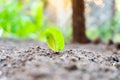A young seedling of white cabbage close-up grows in a garden bed Royalty Free Stock Photo