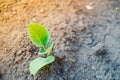 A young seedling of white cabbage close-up grows in a garden bed Royalty Free Stock Photo