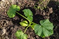 Young seedling zucchini plant in the soil Royalty Free Stock Photo