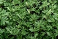 Young seedlings of annual marigold flowers for garden beds. Growing flowers from seeds