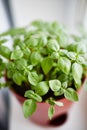 Young seedlings of a basil plant growing in the red brown pot on the window sill. Royalty Free Stock Photo