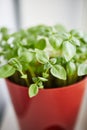 Young seedlings of a basil plant growing in the red brown pot on the window sill. Royalty Free Stock Photo