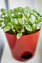 Young seedlings of a basil plant growing in the red brown pot on the window sill. Royalty Free Stock Photo