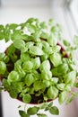 Young seedlings of a basil plant growing in the red brown pot on the window sill. Royalty Free Stock Photo