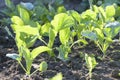 Young seedlings of cabbage