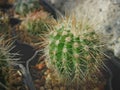 Young seedlings of cactus Notocactus horstii Royalty Free Stock Photo